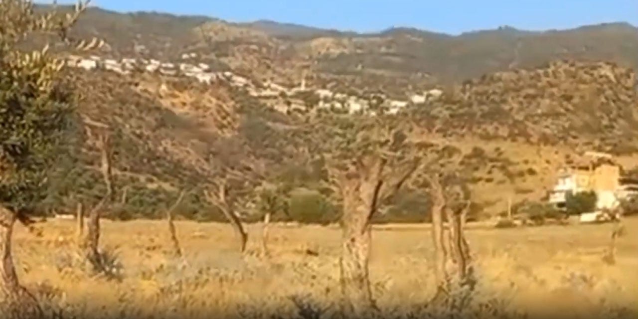 'Kesmedik taşıdık' demişlerdi, ağaçların son hali ortaya çıktı