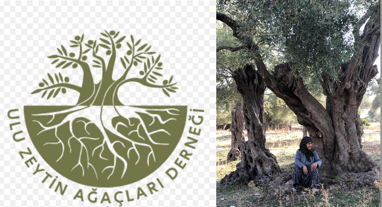 Ulu Zeytin Ağaçları Derneği'nden açıklama: Zeytin ağaçları neden taşınamaz?