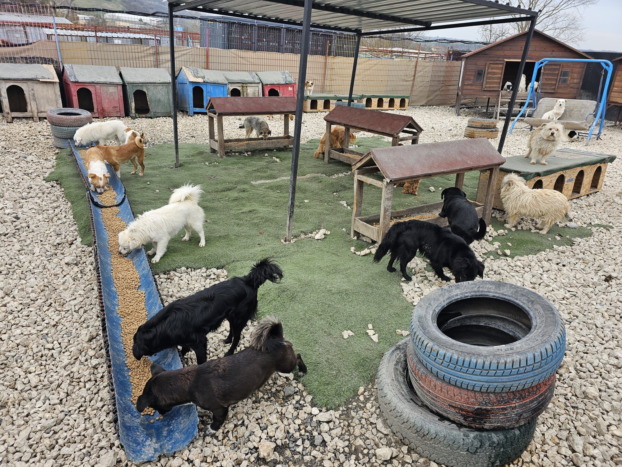 Her sayı patili dostlara can oldu: Hepsiburada’dan 4 tonu aşan mama desteği