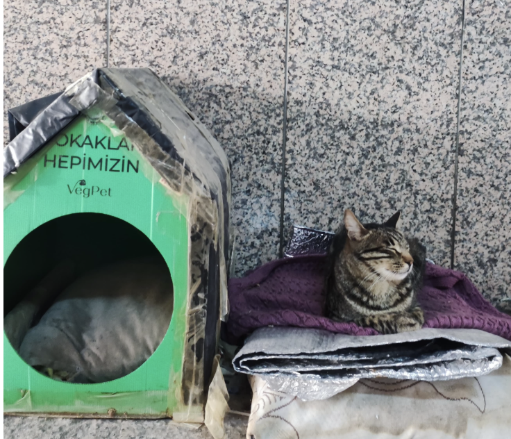 Ankara'da sokak kedisi "İbo Habibi'nin talepleri'' belediye tarafından karşılandı