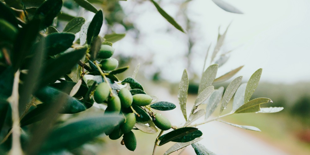 Ankara Barosu’ndan zeytinlikleri madenciliğe açan yasa için Erdoğan’a çağrı