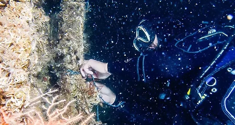 Mavi Atlas deniz yaşamını kayıt altına alıyor