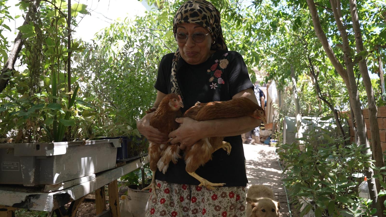 Yangından kurtarılan tavuklarına kavuştu: “Onlar benim çocuklarım”