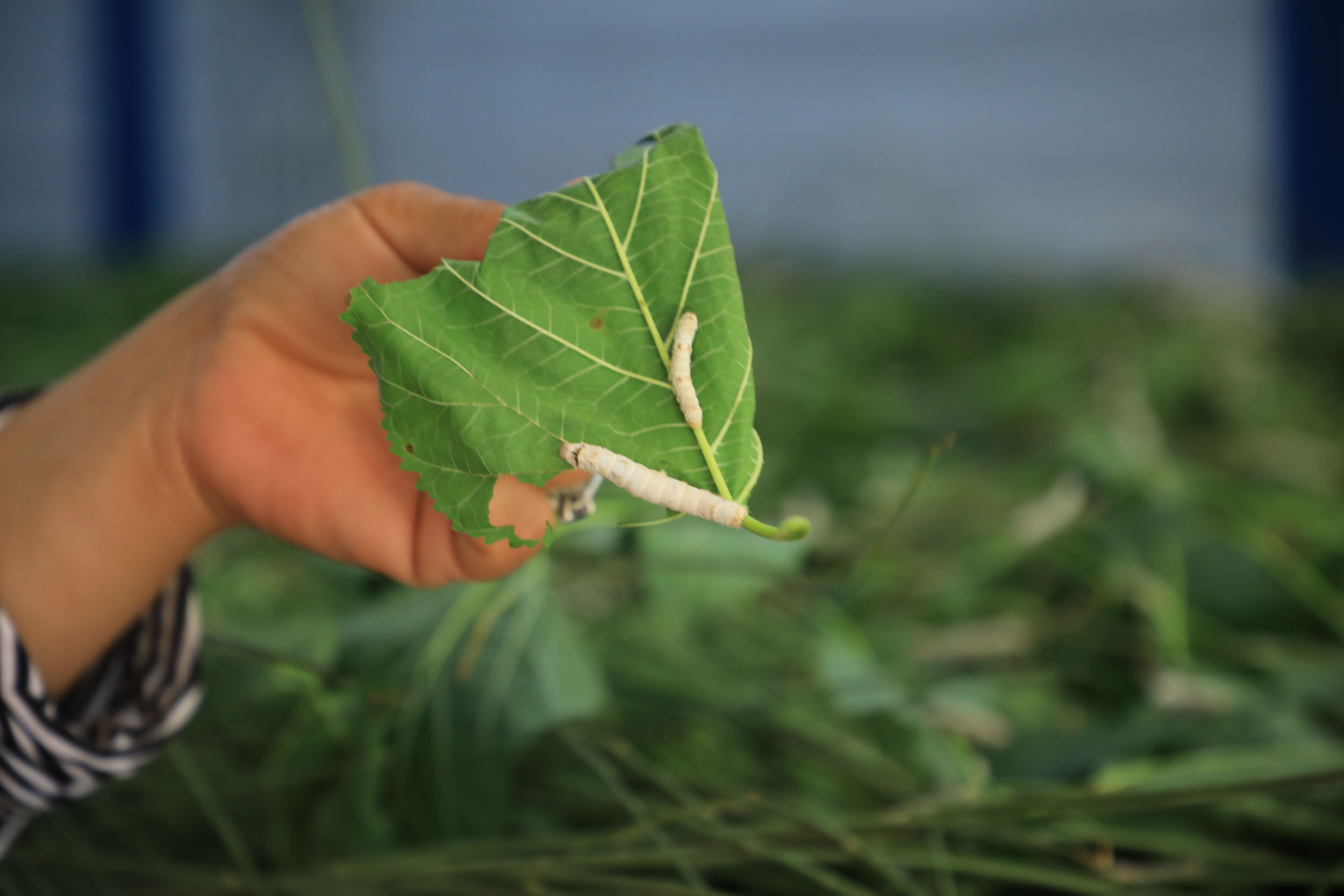 Muğla’da ipekböcekçiliği yeniden canlanıyor