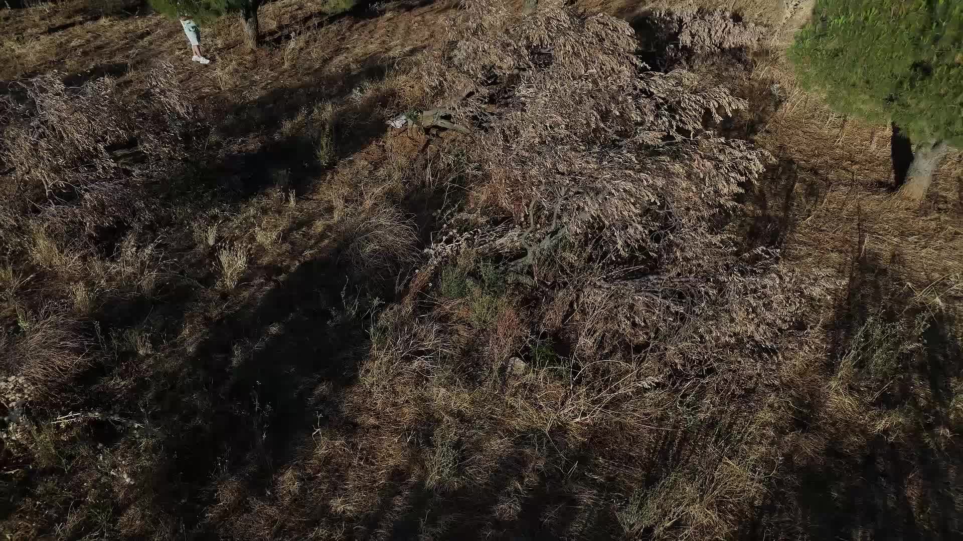 Bursa, Karacabey'de zeytin, ceviz ve badem ağaçları kesildi
