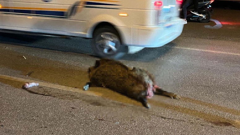 Yola fırlayan domuzlar, trafik kazasına neden oldu