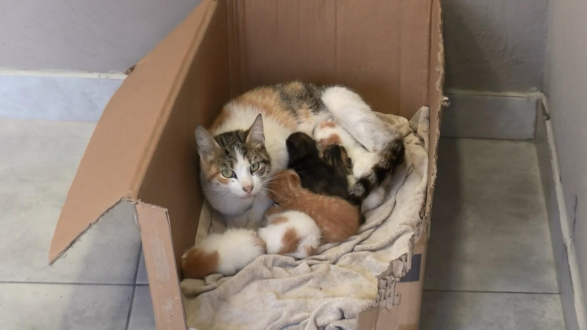 Tavan'dan minik yavru kediler yağdı