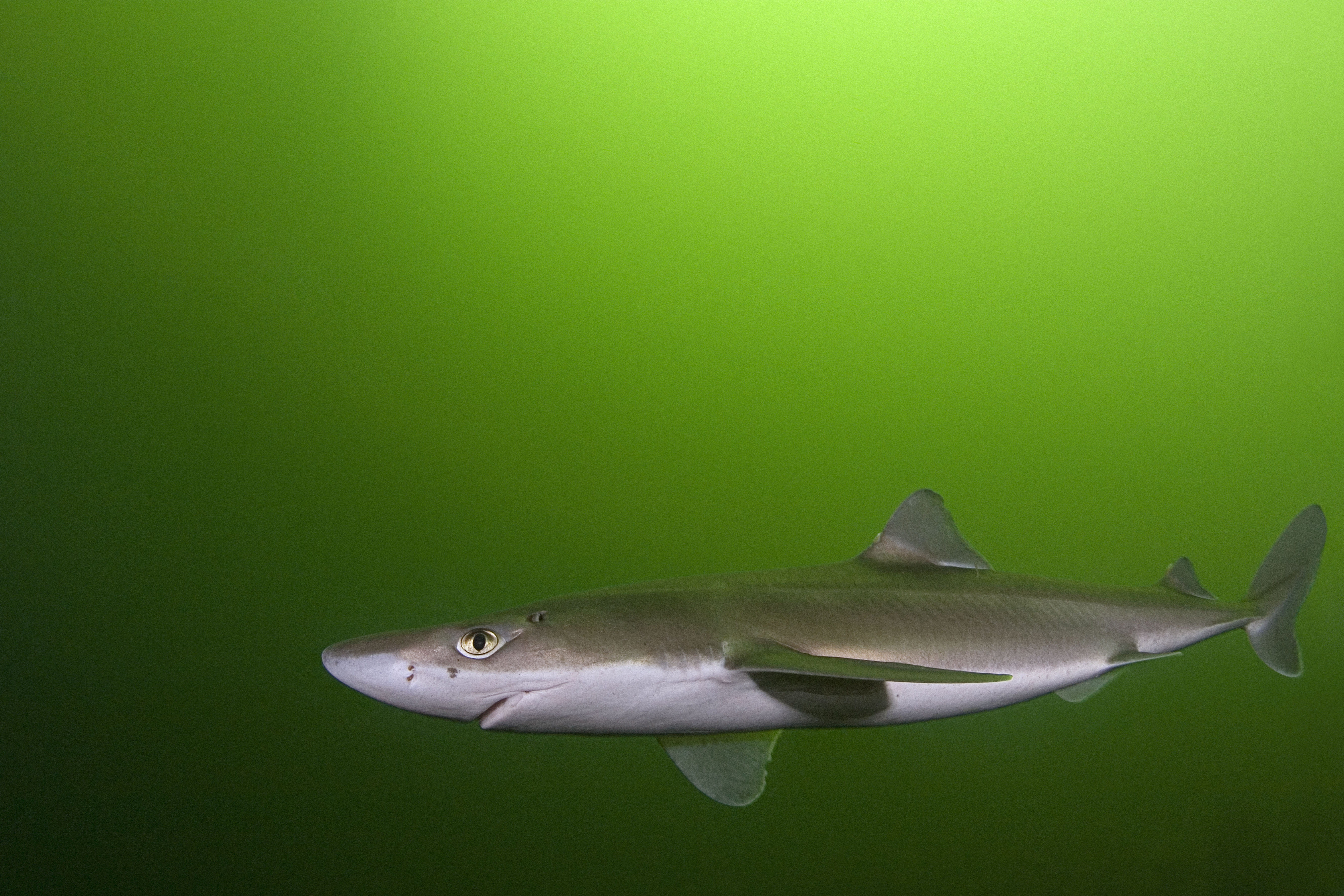 Marmara'nın derinleri yaşanmaz halde: Köpekbalıkları kıyılara geliyor!