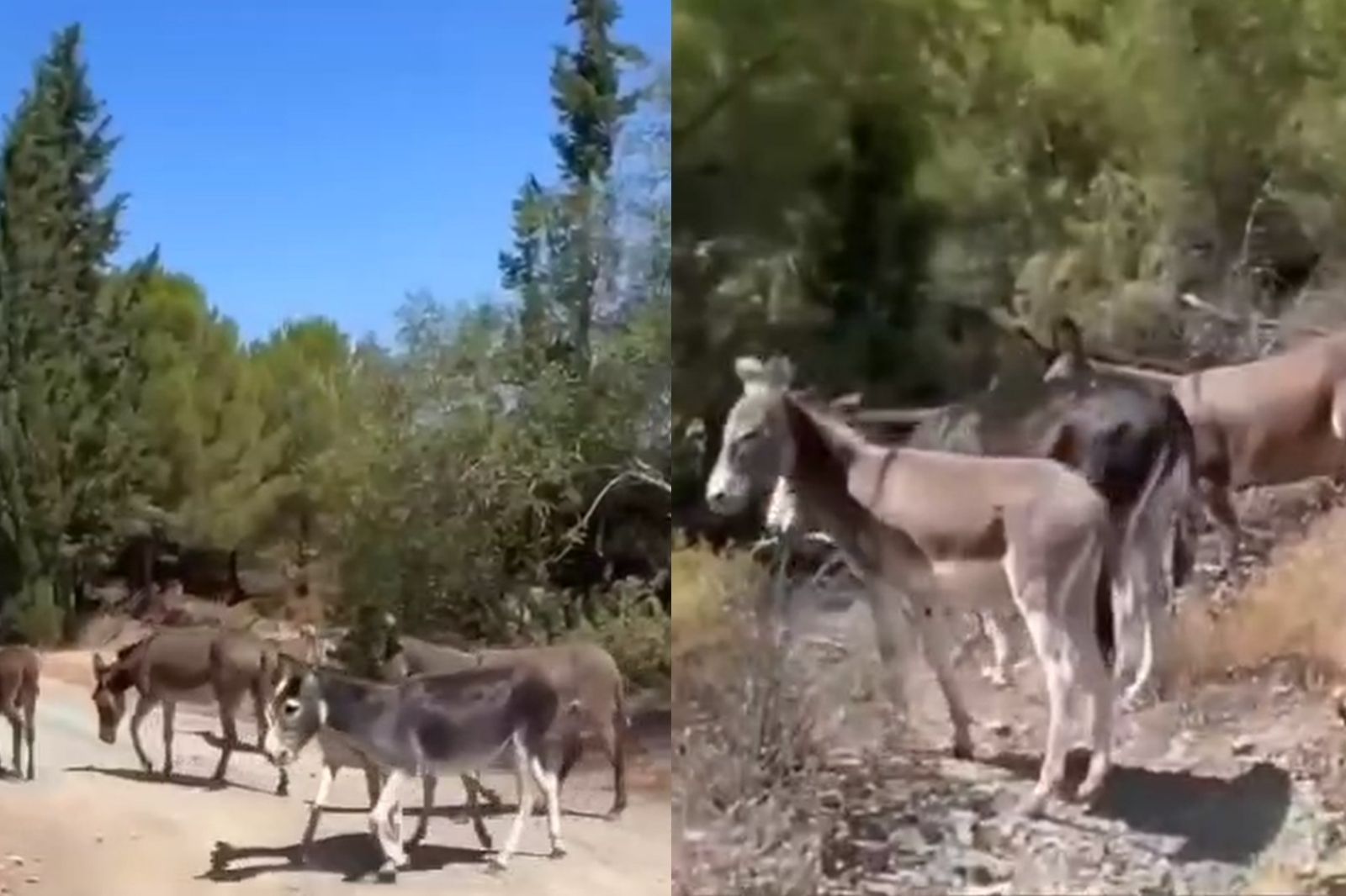 Datça'da toplanan yaban eşekleri doğaya salındı