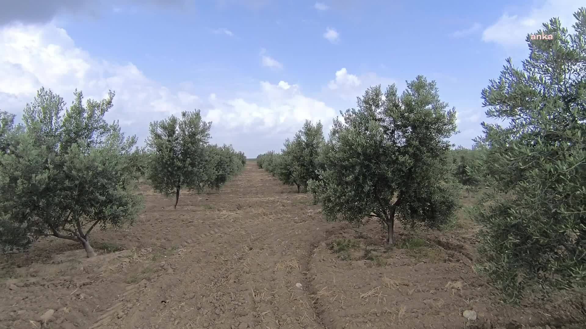 Muğla Büyükşehir Belediyesi, madene  açılan zeytinlikleri inceledi: 57 köy, 82 bin zeytin ağacı yok olabilir