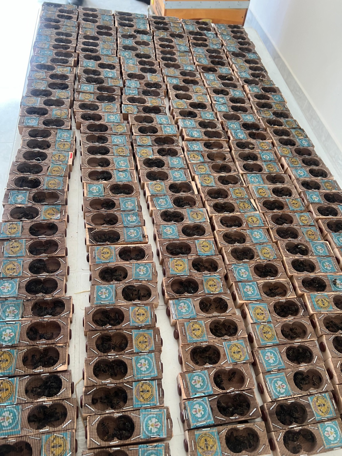 Manisa'da arıcılara ücretsiz 'Kraliçe Arı' desteği