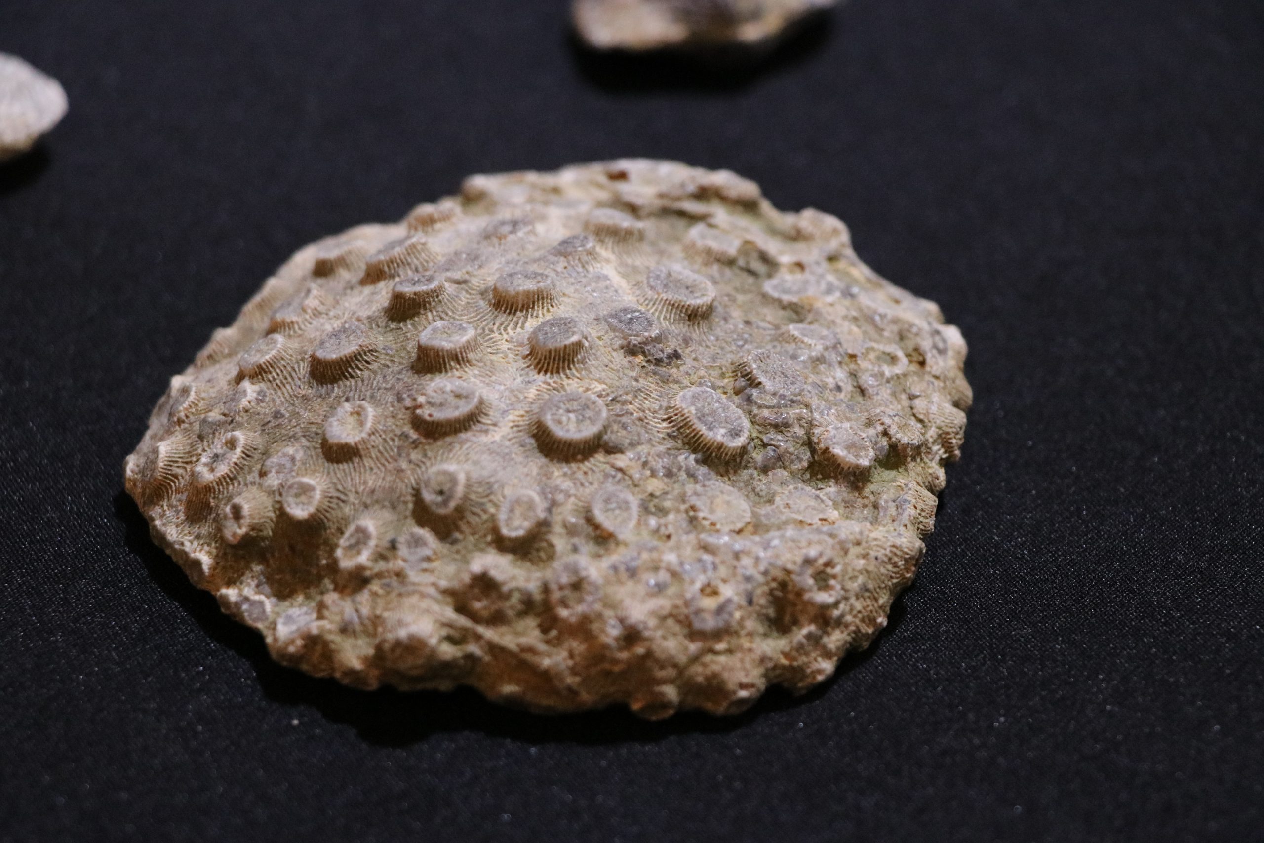 10 milyon yıl öncesine ait fosil Kayseri'de bir evde bulundu