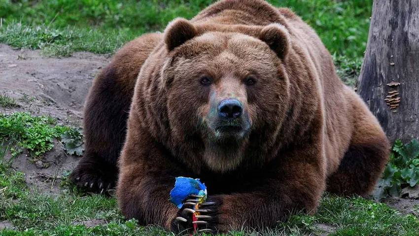 5 kişiyi yaralayan boz ayı öldürüldü