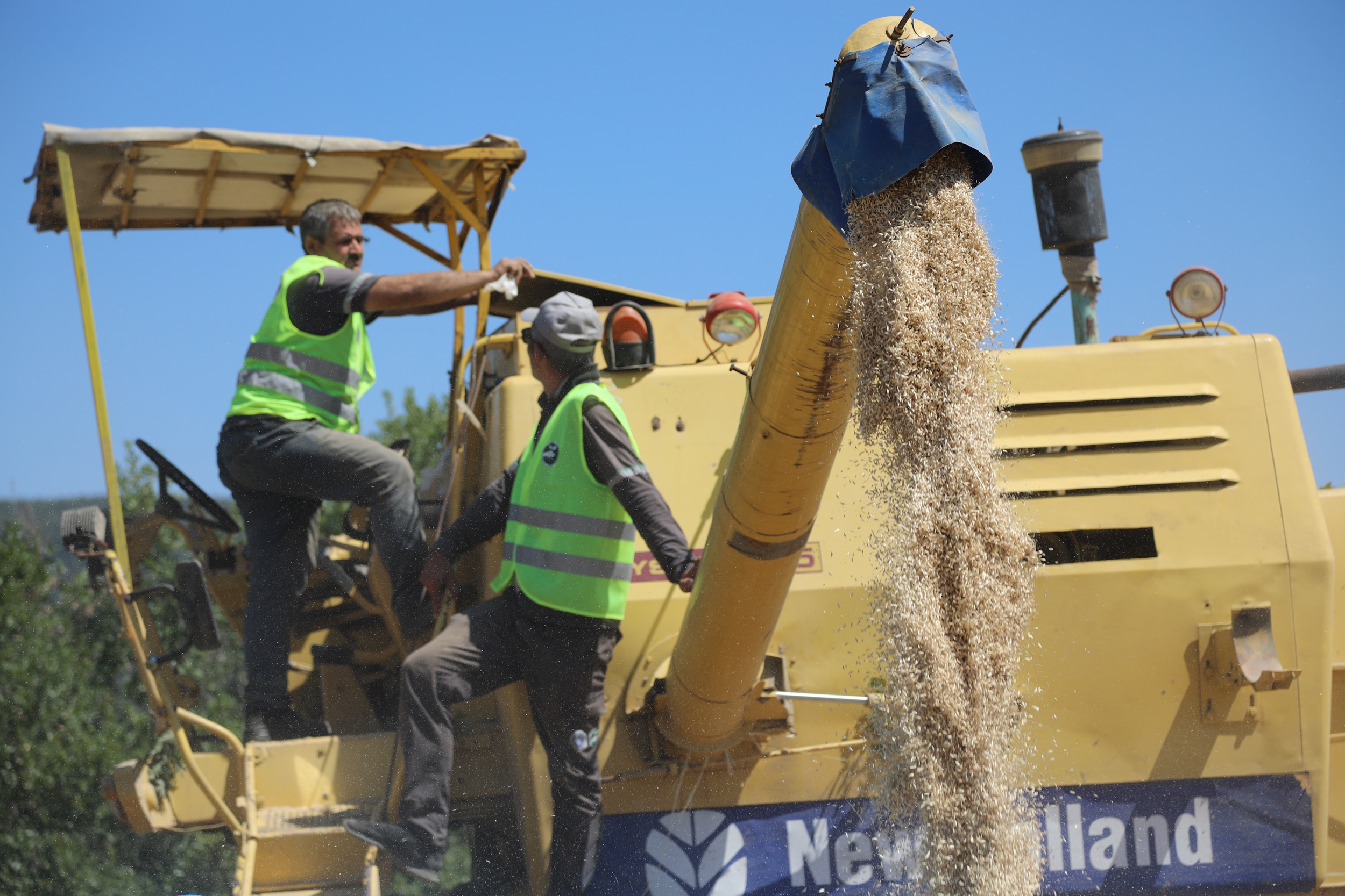 Siyez buğdayında hasat bereketi!