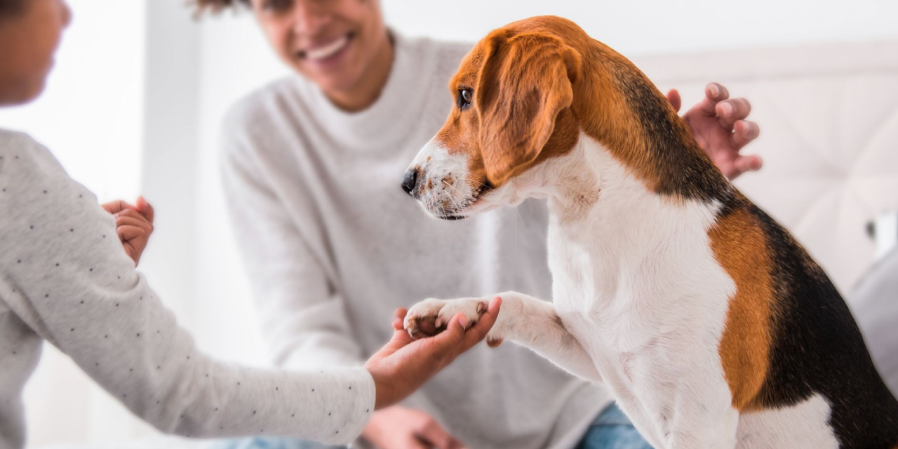 ABD'de emsal karar: Köpekler artık aile üyesi kabul edilecek
