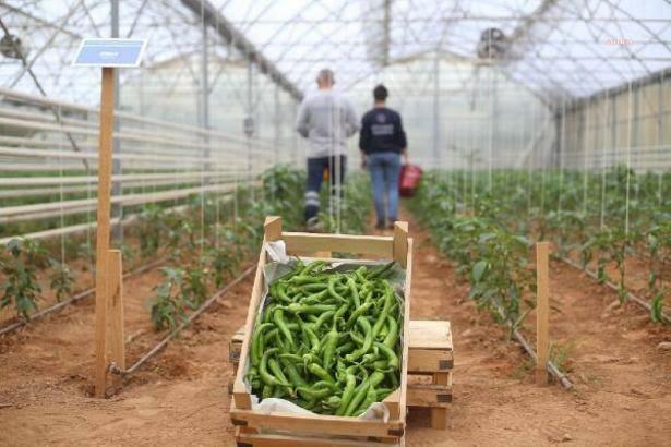 Ata tohumundan üretilen milyonlarca sebze fidesi, ücretsiz dağıtılıyor