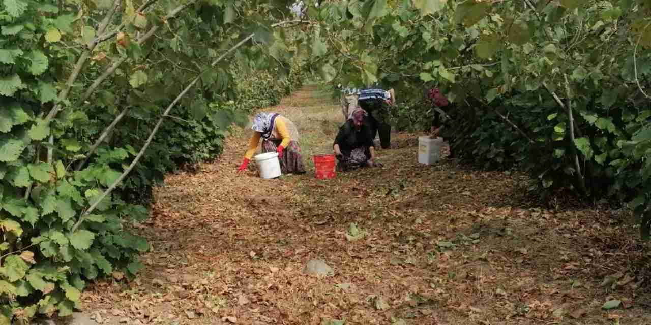 Fındık işçisinin günlük yevmiyesi açıklandı