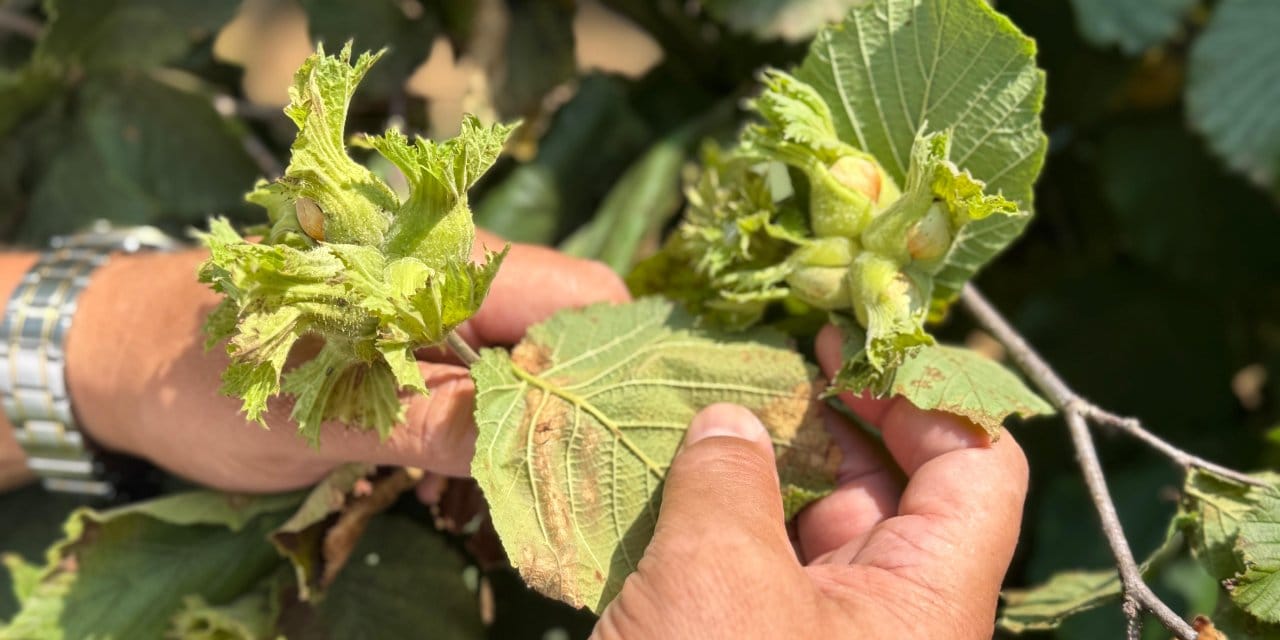 Fındıkta büyük kriz