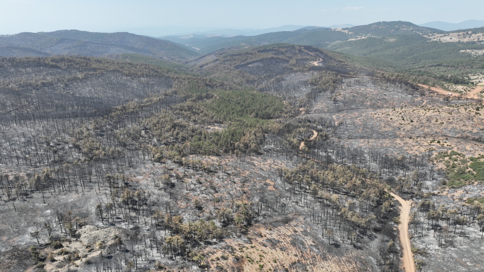 Orman yangınlarının ağır bilançosu: Sadece Bursa'da '10 bin futbol sahası kadar alanı kaybettik'