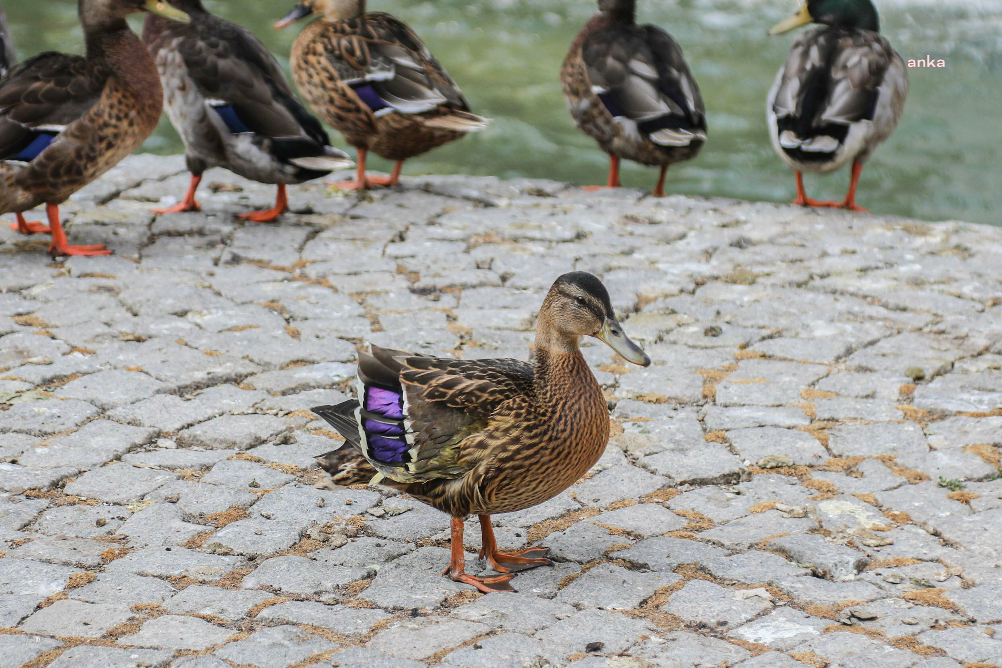 Bir vatandaşın kurtardığı yaralı yavru ördek, Kuğulu Park ailesine katıldı