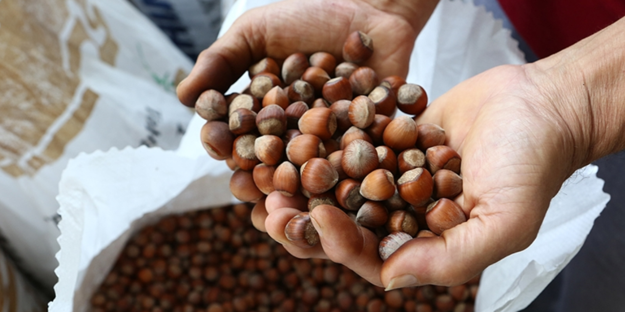 Toprak Mahsulleri Ofisi, fındık alım fiyatlarını açıkladı