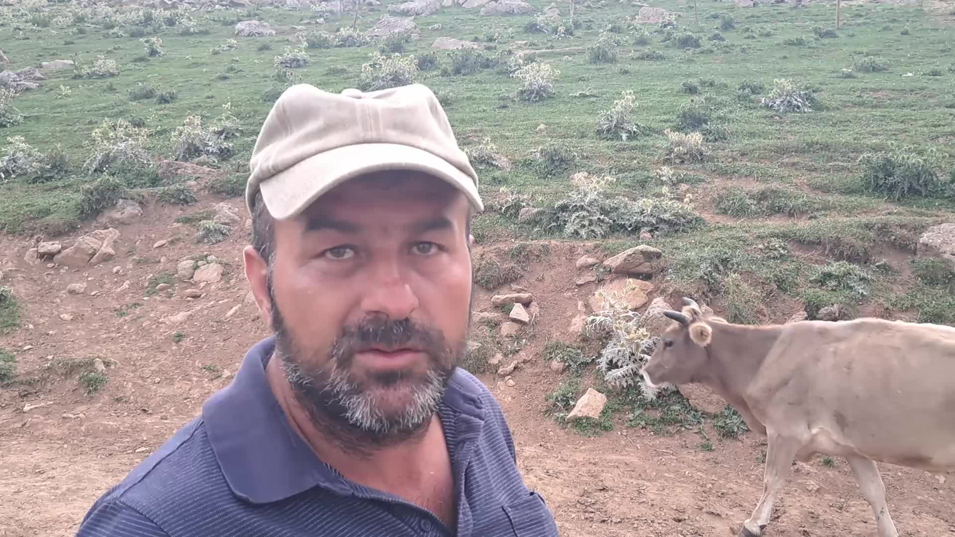 Artvin'de Şap alarmı: "Köyde sağlam hayvan kalmadı, yetkililer sessiz"