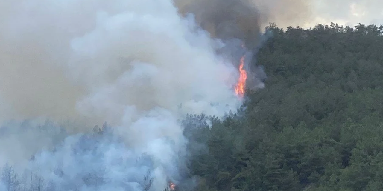 Karabük'te orman yangını yeniden başladı!