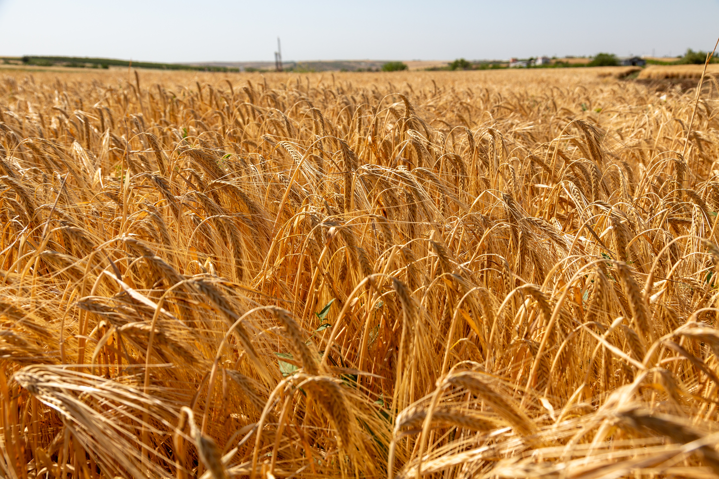 Anadolu Efes, onarıcı tarımla yetiştirilen ilk arpa hasadını yaptı