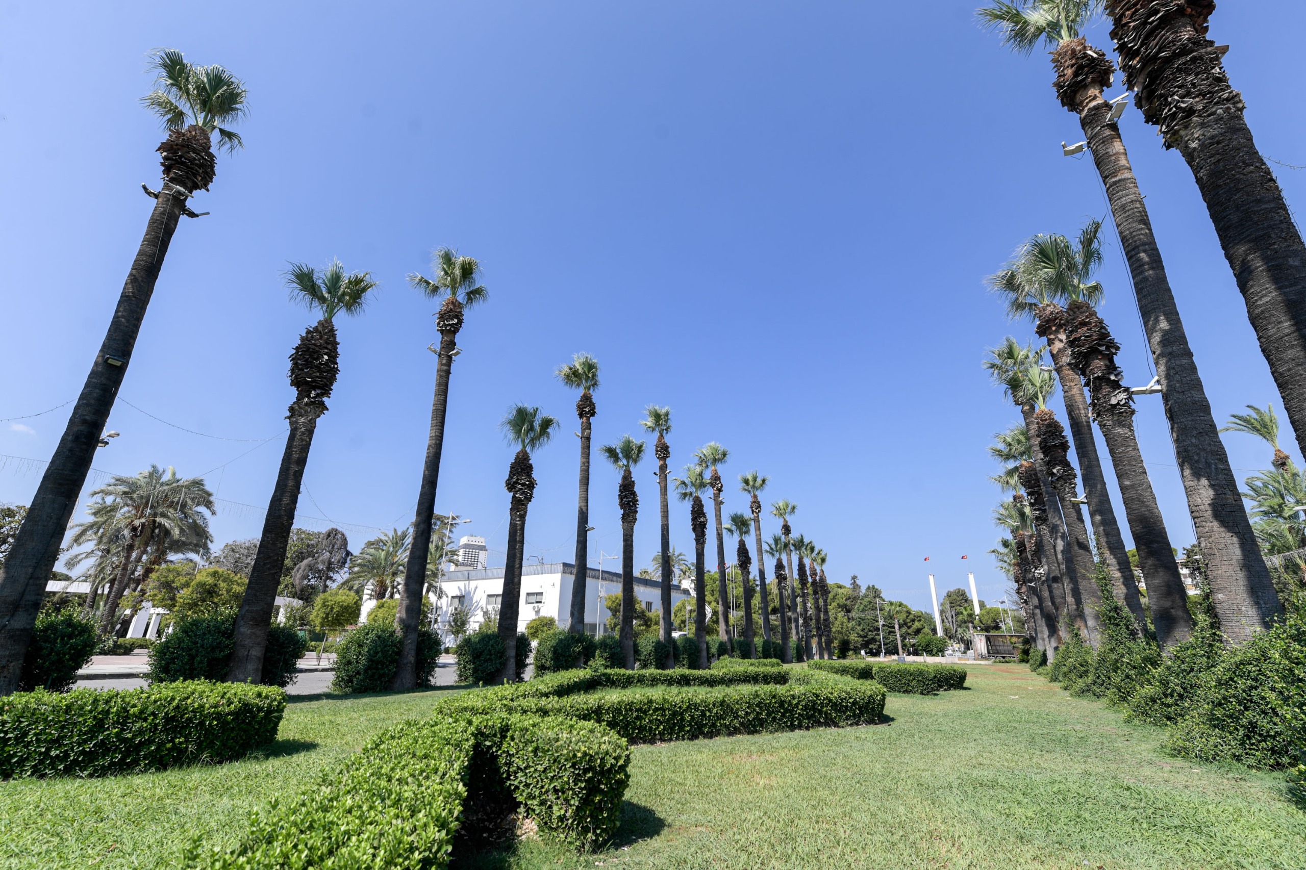 Kültürpark’ın simgeleri palmiye ağaçları yapay zeka ile koruma altında