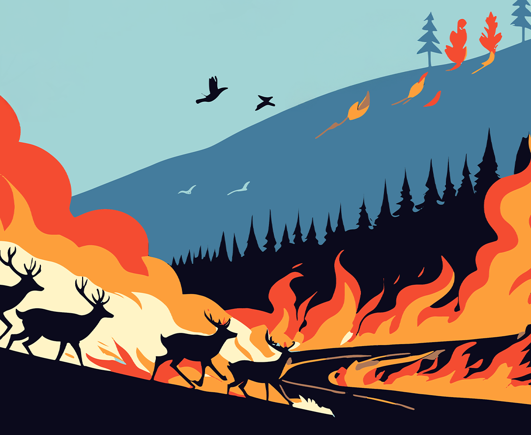 WWF-Türkiye: “Yangından kurtulan canlar kurşunla ölmesin”