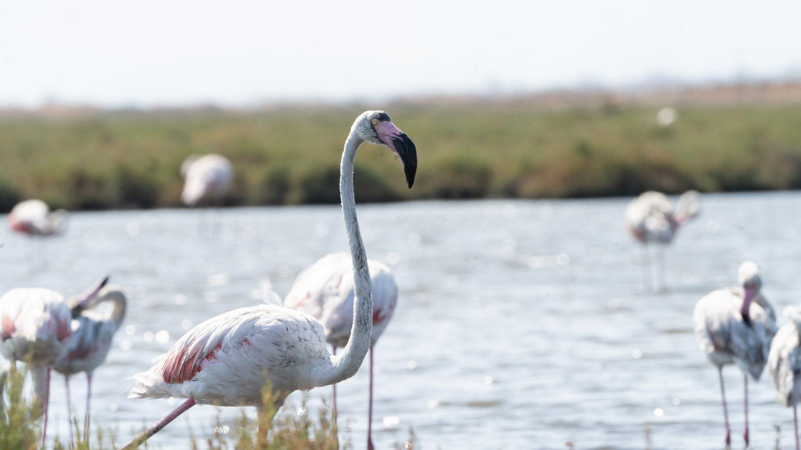 İzmir’de flamingolarla buluşma zamanı: Flamingo Yolu turları başladı