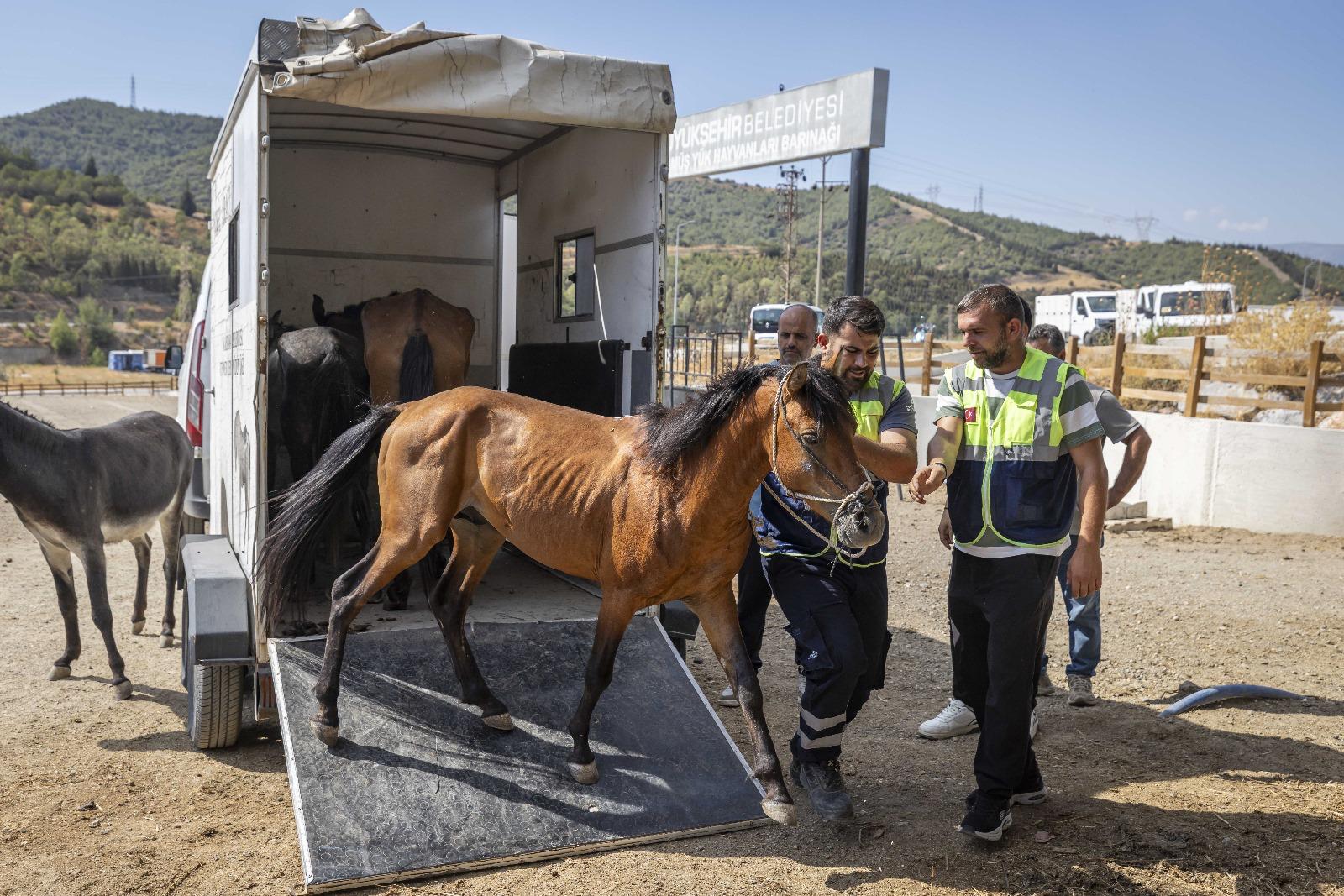 Aç ve susuz bırakılan atlar artık güvende