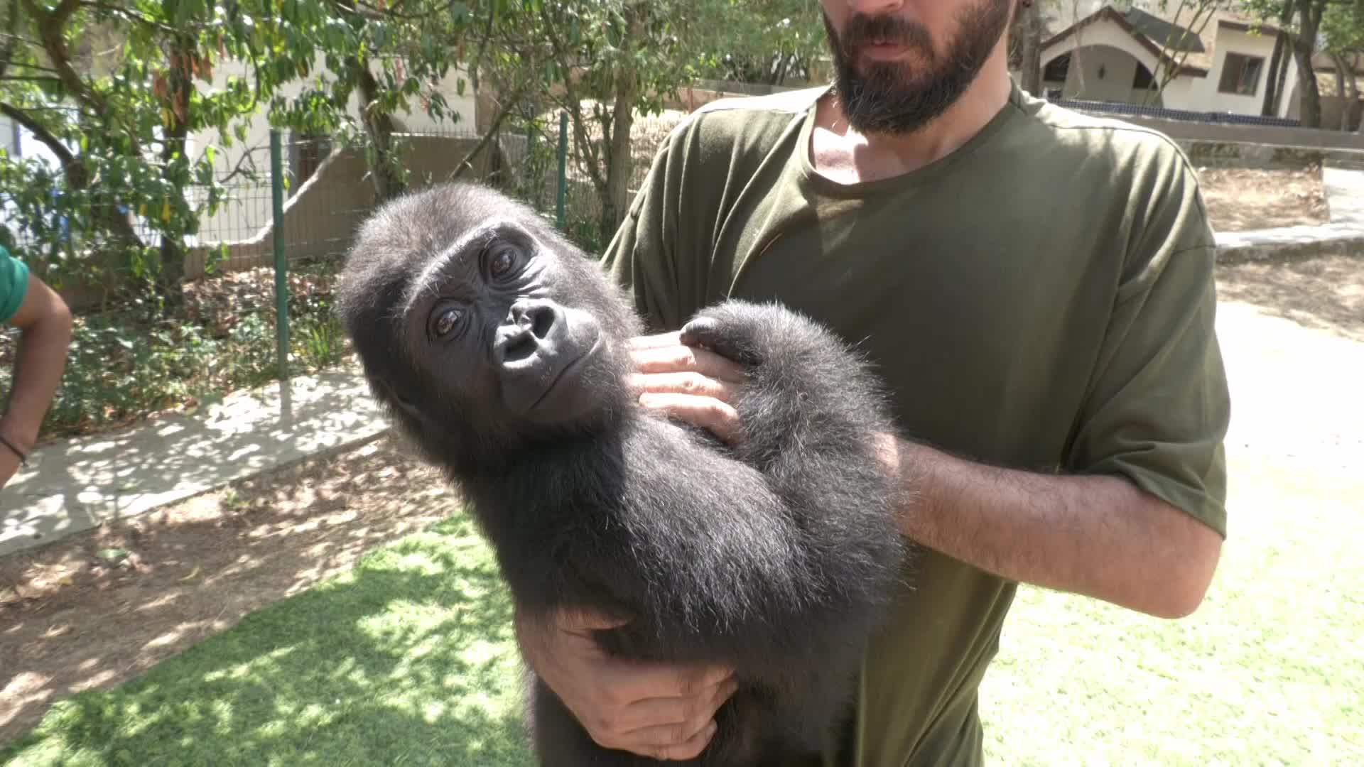İstanbul'da yakalanan yavru goril ''Zeytin'' memleketine dönüyor
