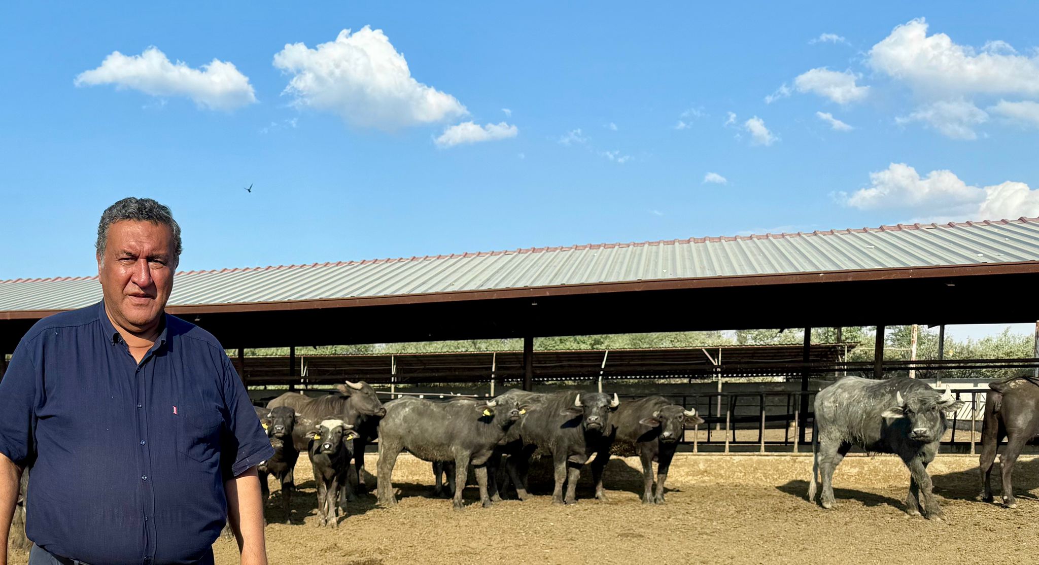 İklim değişikliğinin kurbanları: Manda sayısı 1 milyondan 170 bine düştü