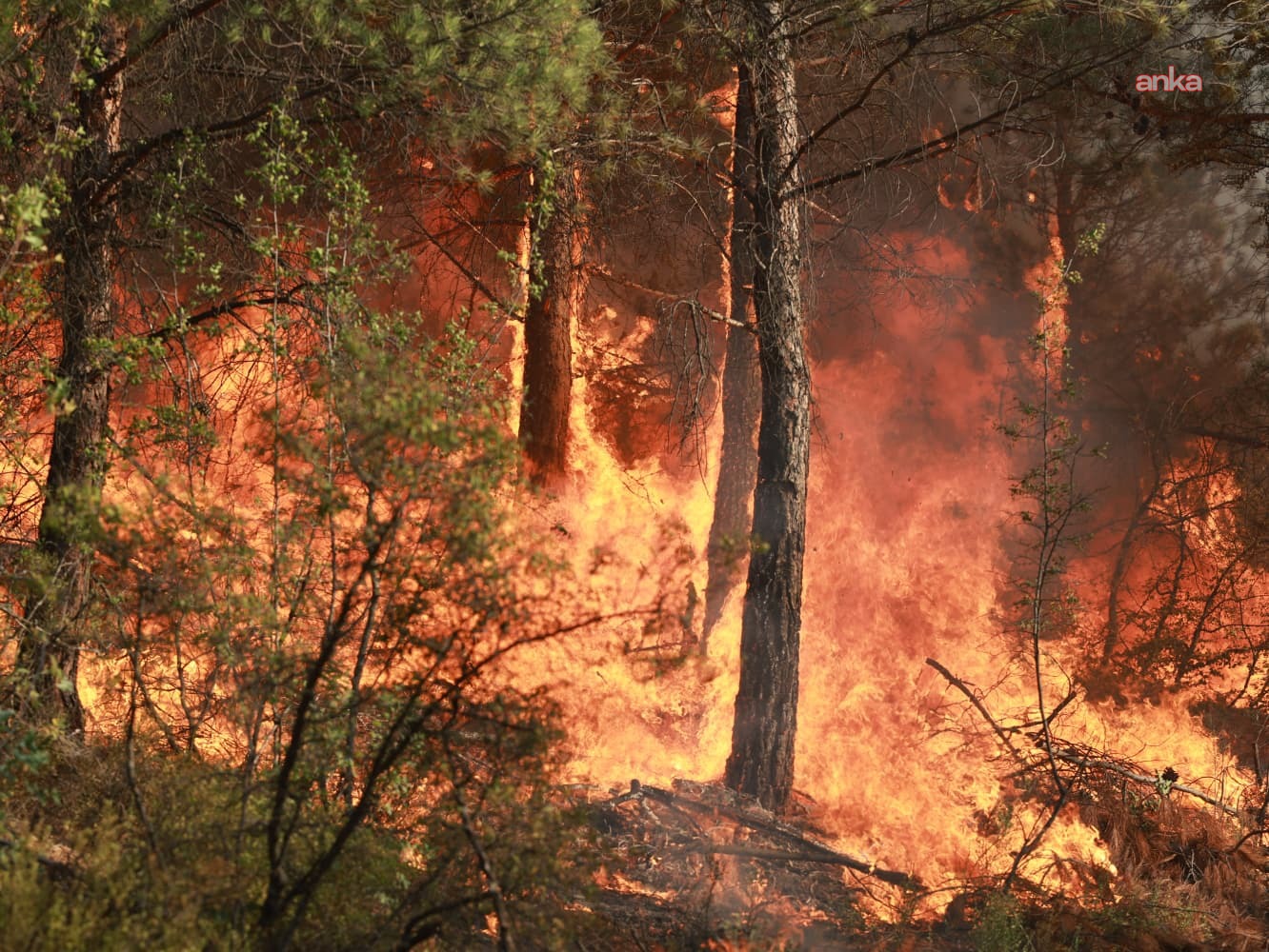 Tokat'ta Gıj Gıj Tepesi'nde çıkan orman yangını kontrol altına alındı