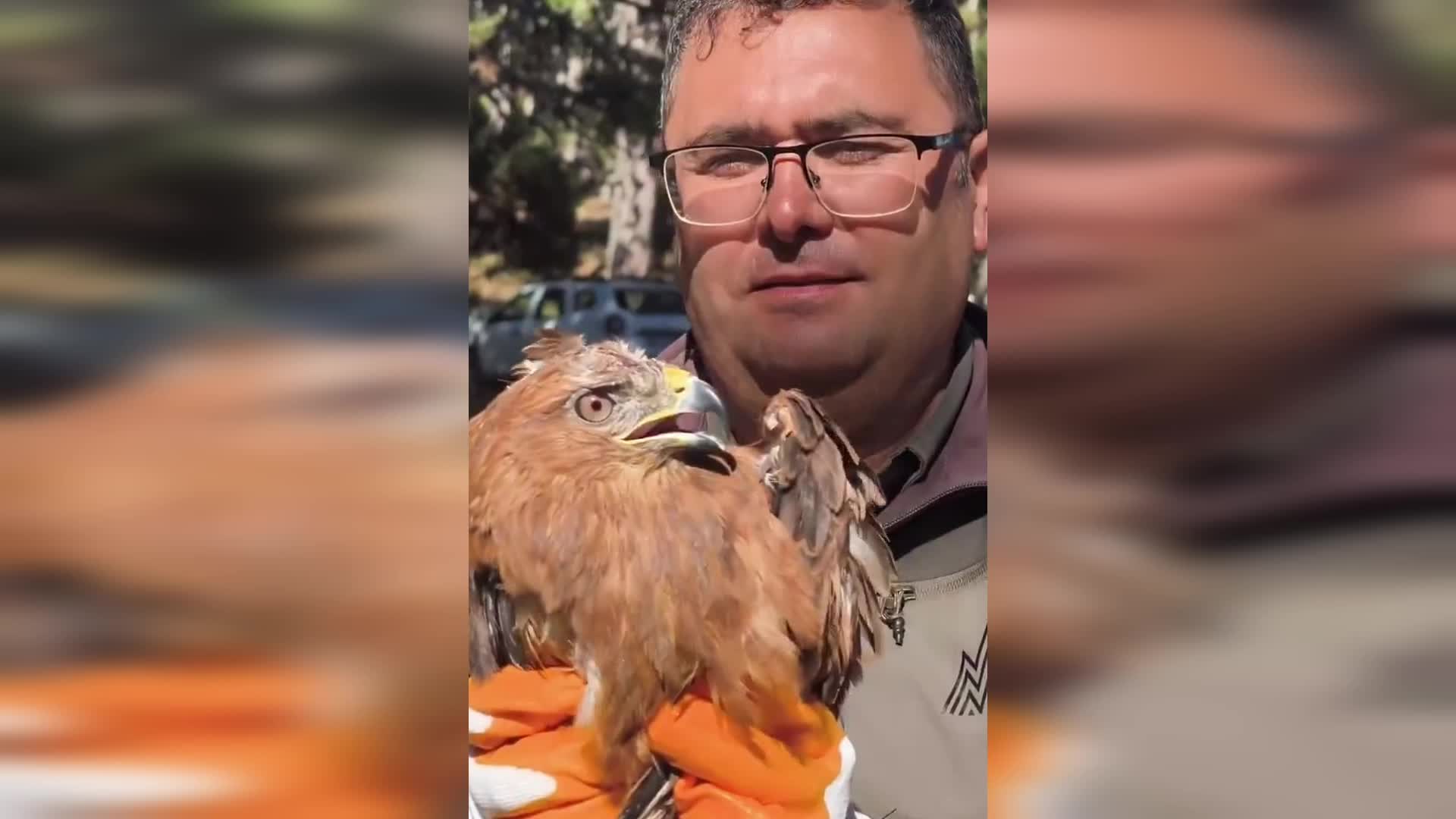 Ankara'da tedavi edilen 5 kızıl şahin, 1 kerkenez ve 1 puhu kuşu doğal yaşama salındı