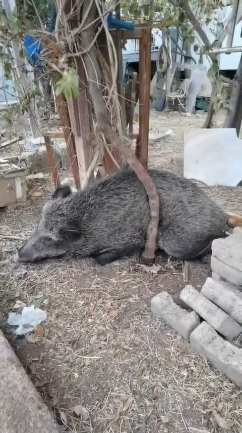 Ateşli silahla yaralanan domuz İzmir’de tedavi edildi, doğaya salındı