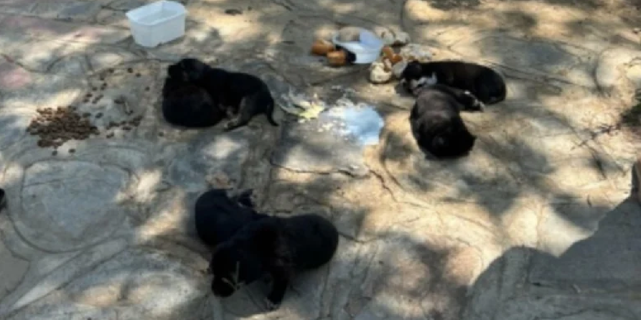 İzmir'de 10 köpek ile 5 kedi ölü bulundu!
