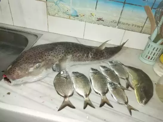 Profesör uyardı: Balon balığının 1 mg zehri bile ölüm saçıyor