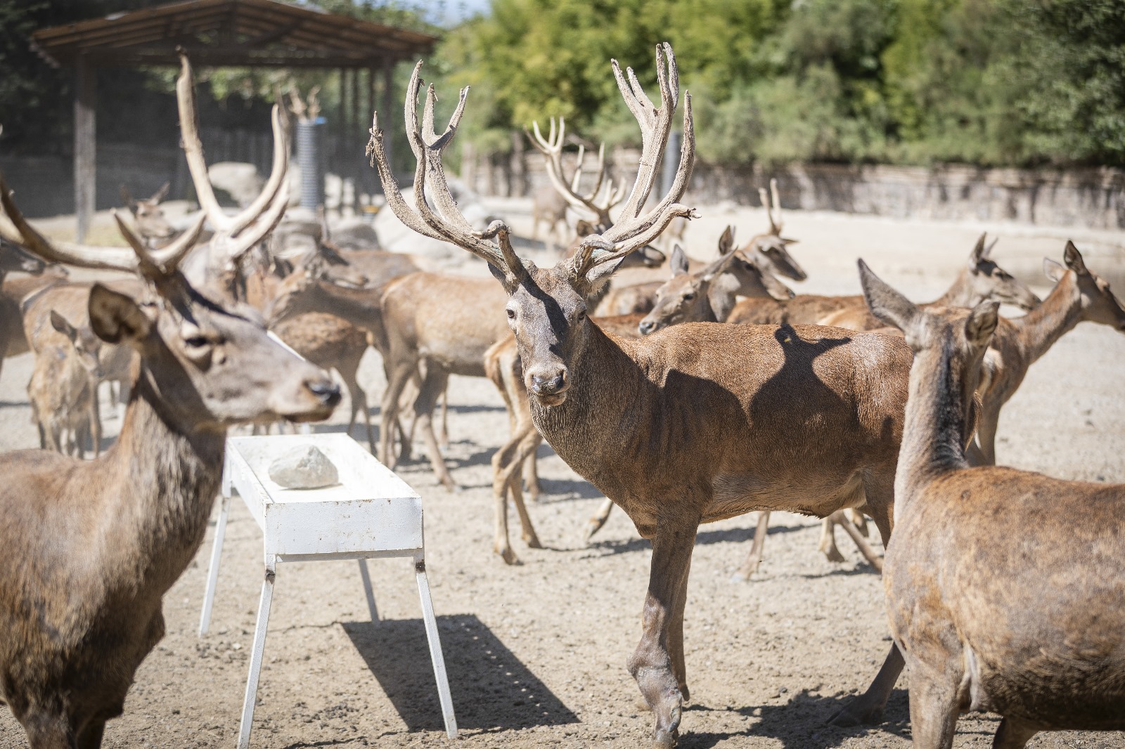 İyileşen kızıl geyik 'Paşa' sürüsüne kavuştu