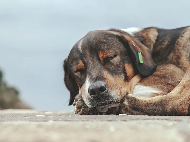 İstanbul'dan sonra sıra Muğla'da: Sokak hayvanları için 2025 sonuna kadar süre tanındı