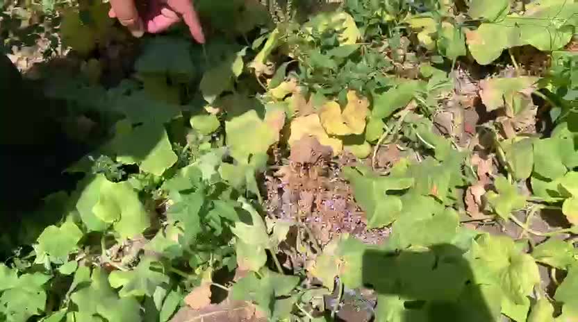 CHP'li Gürer: Çiftçinin derdi bir değil, çiftçinin derdi bin