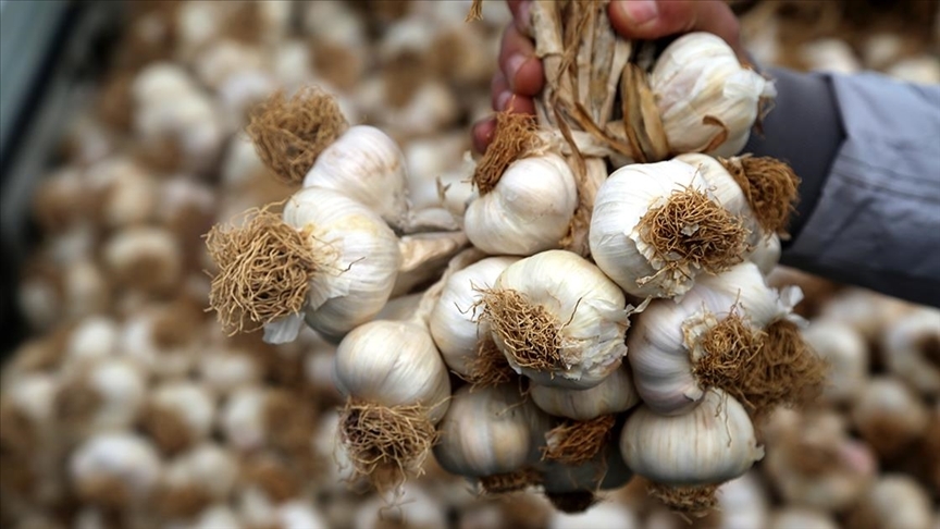 Sarımsak fiyatlarına gelen zam pes dedirtti: Yüzde 1300 zamlandı!