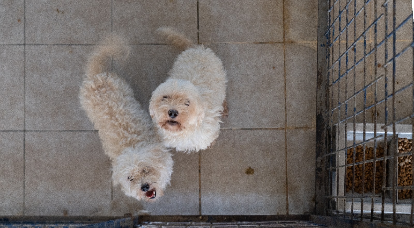 İzmir’de 20 cins köpek kötü muamele gördükleri evden kurtarıldı