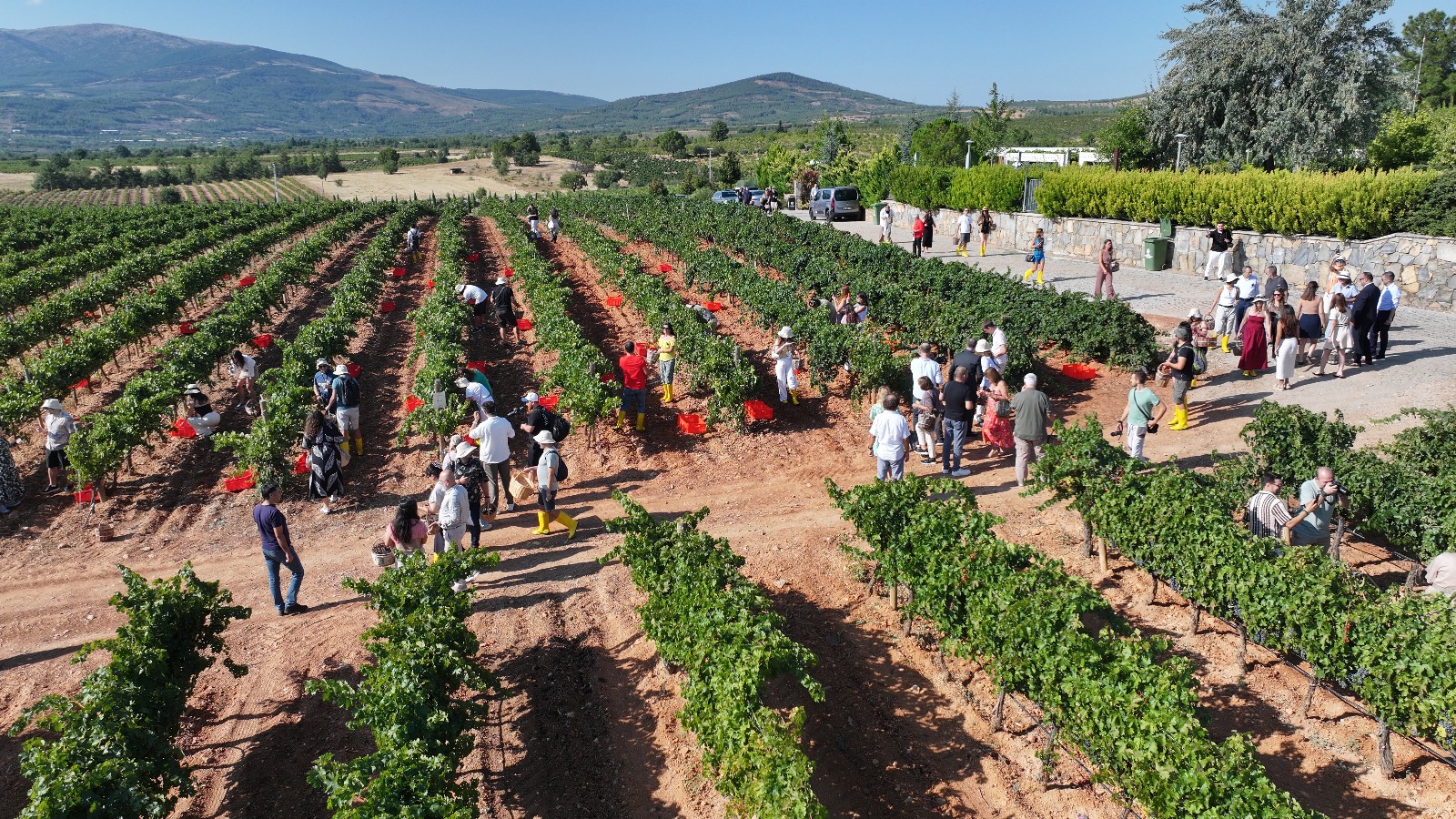 Çal’da festival coşkusu: Bağbozumu, kültür ve sanat bir arada