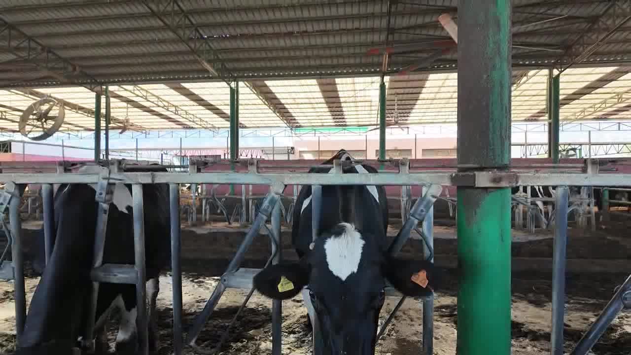 Gürer’den hayvancılık uyarısı: “Süt üreticisi destek beklerken köstek görüyor”