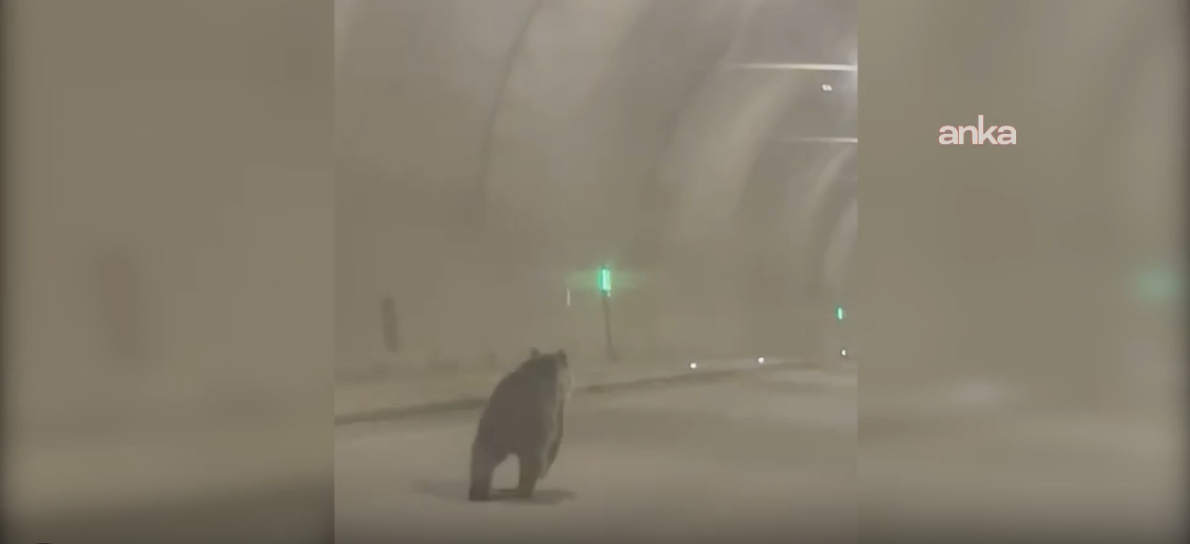 Rize’de sel ve heyelandan kaçan yavru ayılar tünele sığındı