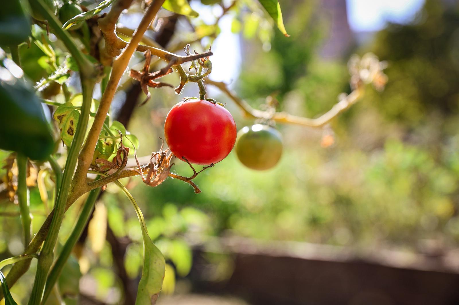 Ataşehir kent bostanları için yeni dönem başvuruları başlıyor