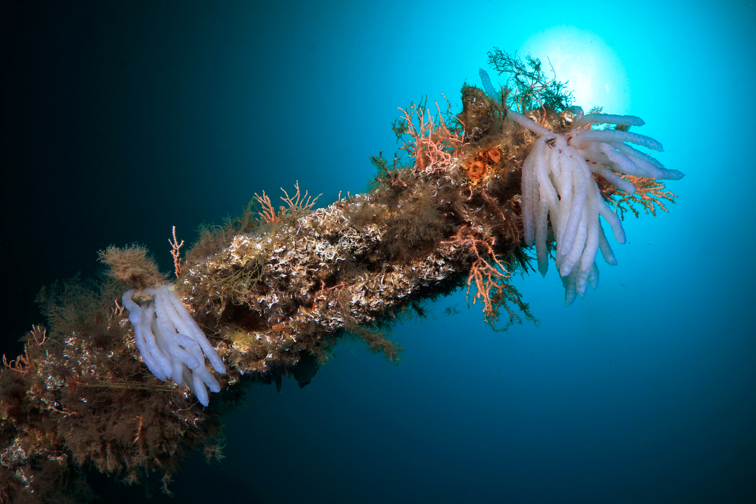 Adaların su altı dünyası Taş Mektep’te sanatseverlerle buluştu