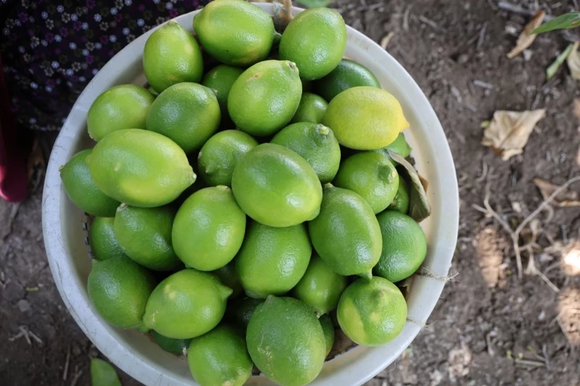 Bu limon geçen yıl 1 liraydı, bu yıl 20 lira!